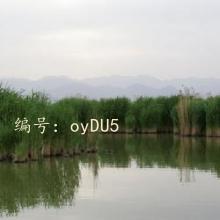 ʶ