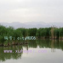 ز